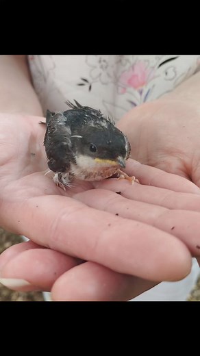 3K views · 43 reactions | Mala Ptica, prvi gost na otvorenju Hotela....