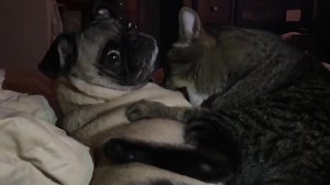 Uhhhh don't tell my dog friends | America's Funniest Home Videos