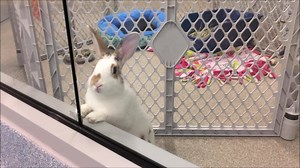 2.5K views | Mohawk Hudson Humane Society on Reels | Facebook