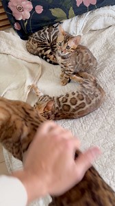 34K views · 1.6K reactions | Our bengals are always in chilling mood殺 what is more important for you when you to decide about adoption of the bengal kitten? #bengalbest #bengalkittens #bengalbreeder #bengalcattery | Bengal Best | Facebook