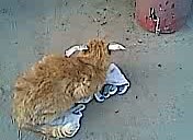 КотоЗаяц!!всем голосовать!!!!