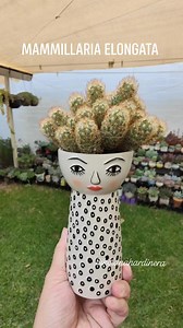 Mammillaria Elongata also known as lady finger cactus or gold lace cactus.🥰🥰🥰 #bikolanahardinera #cactuslover #plantsmakesmehappy #cactusysuculentas #cactus #mammillaria #mammillariaelongata #cacti #collection #plantita #succulents #succulentgarden #plantsmakes | Bikolanahardinera