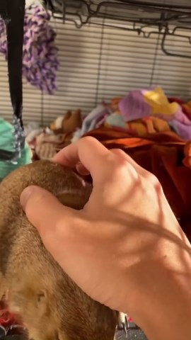 Compilation of Hilarious Prairie Dog Wahoo Moments