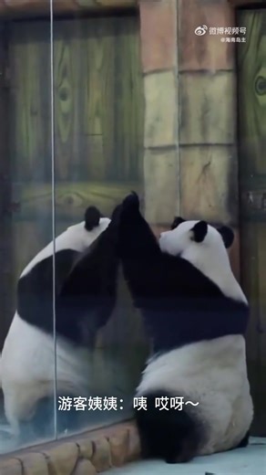 The panda put his hand on the glass. When his companion noticed it, he immediately responded. They are so cute! 🐼 🐼 #Chengdu #Pandas Video by 海南岛主 | Chengdu Plus