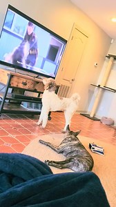 30 reactions · 6 comments | If you are looking for a great family movie to watch tonight, check out Rescued by Ruby on Netflix ❤️ Based on a true story! Lilly & Blu loved watching it with their Mommy  FYI, their mommy needed tissues, but for happy tears 沈 #MustWatch #Netflix #rescuedog | HousePaws Mobile Veterinary Service | Facebook