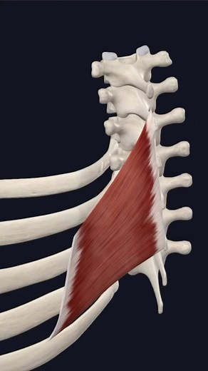 Rhomboid Major Muscle Shoulder Retraction other muscles involved: Ascending Part of Trapezius, Descending Part of Trapezius, Latissimus Dorsi, Rhomboid Minor, Transverse Part of Trapezius The Rhomboid Major is an extrinsic muscle of the back and is found in the upper back region. It is a thin, quadrilateral type of skeletal muscle. It is located: posterior (superficial) to the erector spinae, splenius colli and serratus posterior superior muscles, and the dorsal scapular nerve. Anterior (deep) t
