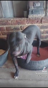 Smiling Zorro, aka Smiley is a 10mnth old pitbull thats only got love and devotion to share! Loads of kisses and extremely well socialized with other doggos! His like a baby that just wants cuddles and love! He would be the most amazing companion to you and is ready to go to his Furrever home! His adoption is subject to an adoption application, fee and subject to adoption rules. To apply contact 0836509558 on WhatsApp He is based in the Vaal | Purrpaws For Life Rescue Centre