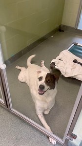 Sweet boy just wants love 🥺Meet Kenji, a handsome 4-year-old Pointer mix with a heart as big as his playful spirit. Kenji is eagerly awaiting his forever home, where he can shower his new family with love and affection. Kenji’s previous owner surrendered him because they were moving and couldn’t take him along. One of Kenji’s favorite things in the world is receiving pets and treats. He’s a social butterfly who approaches the front of his kennel with excitement whenever someone walks by. Despit