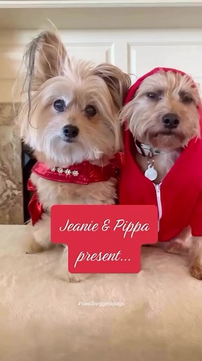 Remebering some good times ❤️ Enjoy our favorite Christmas card fail #two3leggeddogs #jeanie #pippadog #christmas #fail #blooper #dogreels #ripjeanje #funnydogs | Jeanie & Pippa; Two 3-Legged Dogs