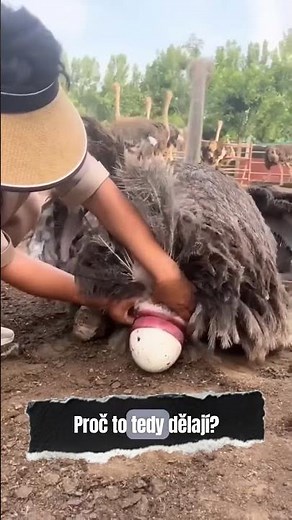 Je důležité chytat pštrosí vejce?