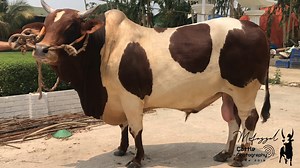 2023 Eid Collection Bashar Agro | Mofazzal Cattle Photography