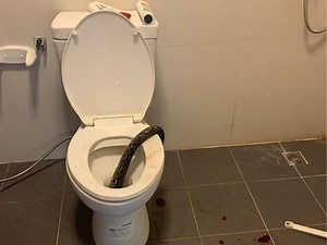 Eek! Python bites man's privates while on the toilet