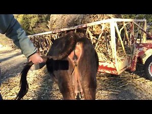What does my COWS MUCUS PLUG look like? | Family Milk Cow Jersey Heifer Calving