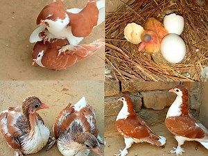 Pigeon growth | From crossing to hatching eggs full informative video | BIRD 24