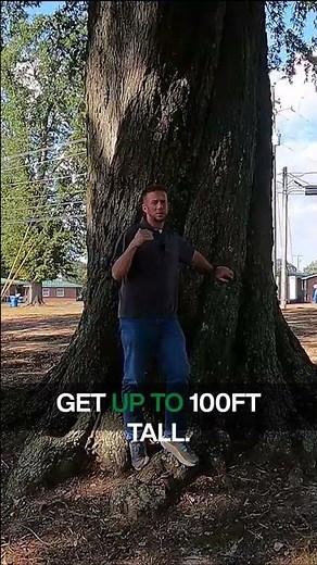 The Biggest Willow Oak in Alabama