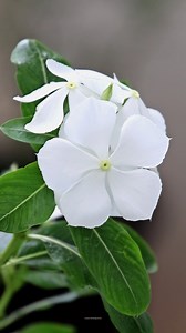 20K views · 1.4K reactions | White periwinkle | My Beautiful Garden | Facebook