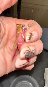 Uks prettiest moth! ✨Elephant hawk moth✨ | Jumping spider & Moth life