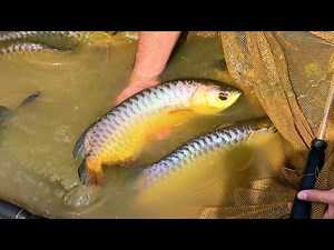 Biggest Arowana Farm in Asia #fish #arowana #farming #biggest