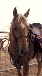 Blondes do it better. Driftin Thru Traffic Owned by Go Performance Horses #driftinthrutraffic #bartonperformancehorses #houstonranch #americanhatco #classicequine #martinsaddlery #oenauticals #purinafeeds #tufkaf #rattlerropes #cashell #cowponyproductions #teamroping #headhorse | Barton Performance Horses