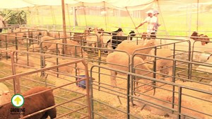 1.4K views · 67 reactions | #GrowingEasternCape | Mr Nota of the Alfred Ndzo District says auctioning livestock among themselves has helped improve their individual businesses and gain financial independence. The auctions have also contributed positively to economic growth and development within their community. | Eastern Cape Department of Agriculture | Facebook