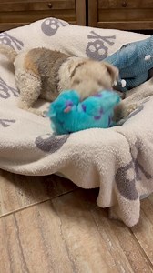 WIRE FOX TERRIER RESCUE MIDWEST on Reels