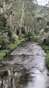 166K views · 3.9K reactions | Howqua River, Sheepyard Flat (today), with cicaders. Video: Ern, 13/12/25 | Victorian Creeks and Rivers; Friends of Deep Creek | Facebook
