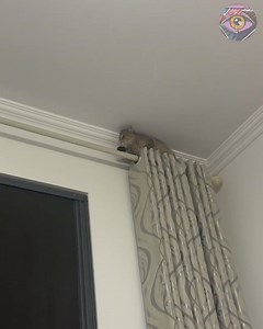 103K views · 441 reactions | When you dream of being a secret agent but... you have paws  | HomeChic | Facebook