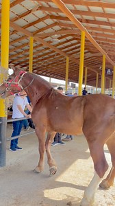 This horse is used for on covering here. #horse #covering #mare #stallion #uzbekistan #viral @highlight | Azruddin Khan Bwr