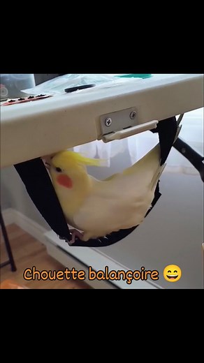 #cockatiel #mignonneriedujour #lutino #funnyanimals #perrot #mignon #cuteanimals | Thomaly Métivier