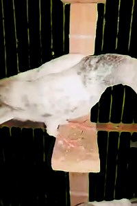 Pigeon paramyxovirus #kalapatidsph #kalapatids #kalapatti #birdlife #pigeon #viral #pigeonlife #kalapati | Medul's Pigeon