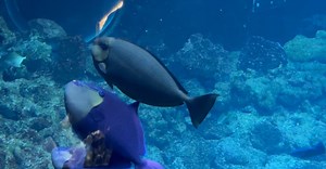 Video by wowi allinsky on Pexels