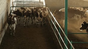 Cows Barn Parlor Stock Footage Video (100% Royalty-free) 1104653335 | Shutterstock