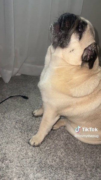Charming Adult Pug Dog Captivates Attention Indoors