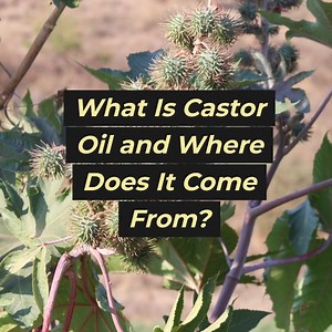 What is Castor Oil? | All about health and nutrition