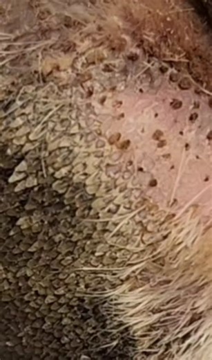 Effective Hair Removal Techniques for Dogs: A Comprehensive Guide