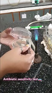 Antibiotic sensitivity test by disc diffusion mothod 🧫#microbiology #biology #antibiotics