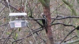 👀 Dacă vă uitați cu atenție la clipul filmat de Sorana Lupu în Pădurea Ciric din Iași, veți vedea cum ciocănitoarea pestriţă mare (Dendrocopos major) folosește o "unealtă". 🪳 De regulă, ciocănitorile se hrănesc cu larve și insecte, așa că ciocul lor nu este conceput să spargă semințe. 🤓 Dar cum ciocănitoarea din imagine vrea să profite de semințele de floarea soarelui din hrănitoare, folosește o mică scorbură ca să le zdrobească şi să ajungă la miez. Descurcăreață, nu? 🌳 Prietenii de la @CIV