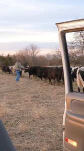 11K views · 221 reactions | Tagging and banding a bull calf before going to the woods | Boys In The Woods | Facebook