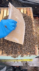 Beekeeper team🐝🐝🇨🇦 #fypシ #pollen #Canada #bee #honey #patties | Apiary Worker