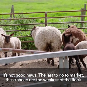 88K views · 245 reactions | Sheep can get Athlete's foot?!  Farmer Tom Treflach Farm Ally Hunter Blair | Quest | Facebook