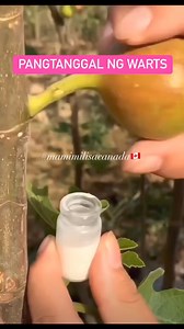 Fig sap - some people use it to remove warts or skin tumor. #mamimilisacanada #fypシ゚viralシ #fbreelsvideo #everyone #friends #TopFans #highlights #followers #viral_video | Mamimili Sa Canada