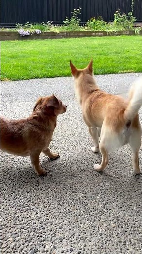 Butt sniffing to greet each other