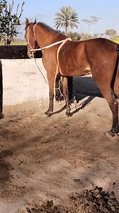 Beautiful Saral band Komeet Vacheri available Age 16 month Height 57 58 inch Location jhang 03046442251 | گھوڑوں کی دنیا