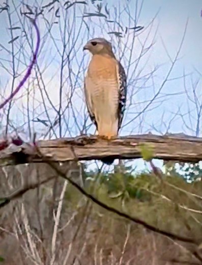 2.1K views · 73 reactions | Red Shouldered Hawk? Cool moment  #hawk #buteo #florida #naturelover #spiritanimal #lifelovesme | Dianna Keeler Vannatta | Facebook