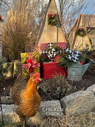 Buttercup’s eponymous comb is brightening & filling out beautifully! This is one of the telltale signs that a pullet has reached reproductive maturity & will be contributing to the ol’ egg basket soon, if not already! Learn more about when hens can be expected to begin laying & what you can do to support them on my website at this link! —> https://the-chicken-chick.com/when-will-hen-begin-laying-eggs-what-to/ 🐥 🐥 🐥 #backyardchickens #petchickens #chickens #chickenkeeping #chickenyard | The Ch