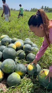 1.3M views · 8.2K reactions | Kahit may sira ang pakwan pwede pa itong kainin kasi goods naman ang loob #fyp | Anne Marie Mae Manal | Facebook