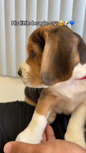 Beagle Puppy Crying: Adorable Baby Beagle Moments