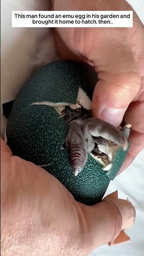 This man found an emu egg in his garden and brought it home to hatch, then...