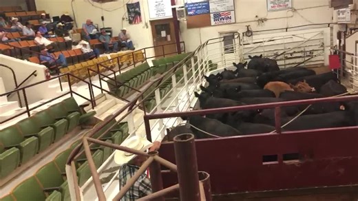 15K views · 594 reactions | 1081# hfrs GTO | Woodward Livestock Auction, Inc | Facebook