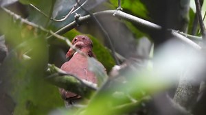 Elusive and shy Ruddy Quail-Dove hides in the forest, however this male has allowed us to record it on some occasions. #pigeons #doves #birdwatching #birdwatchers #birdlovers | Tinamú Birding and Nature Lodge